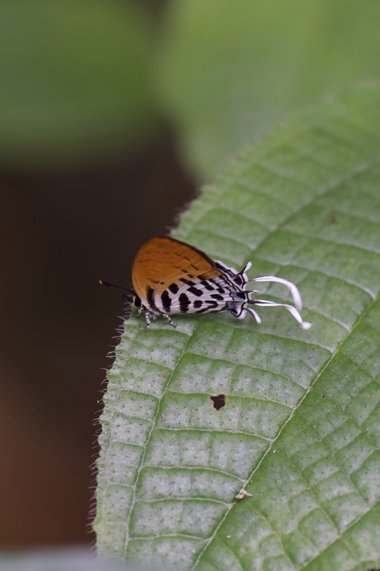 Drupadia ravindra