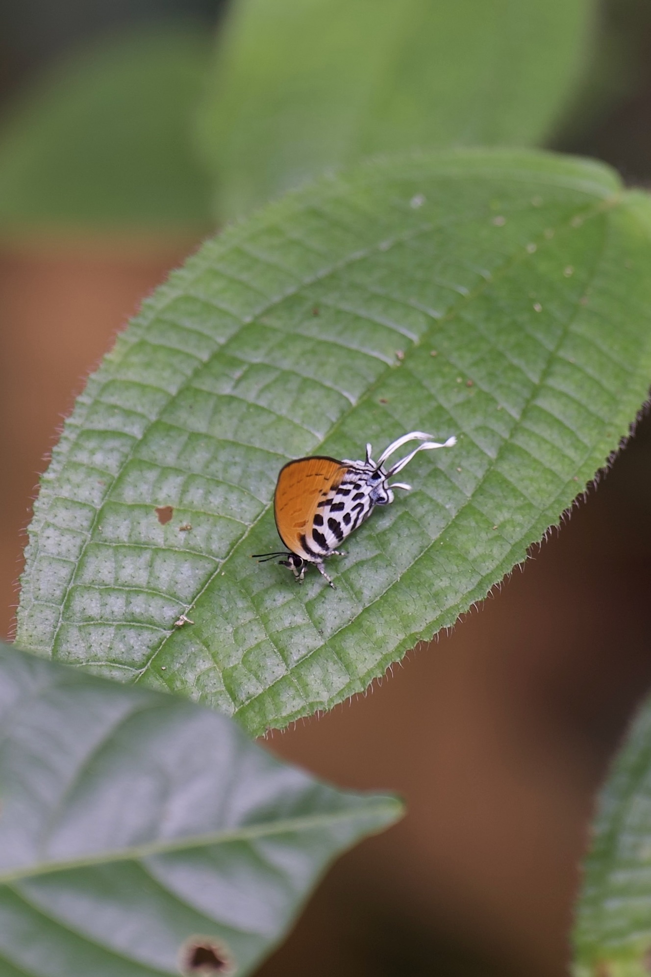 Drupadia ravindra