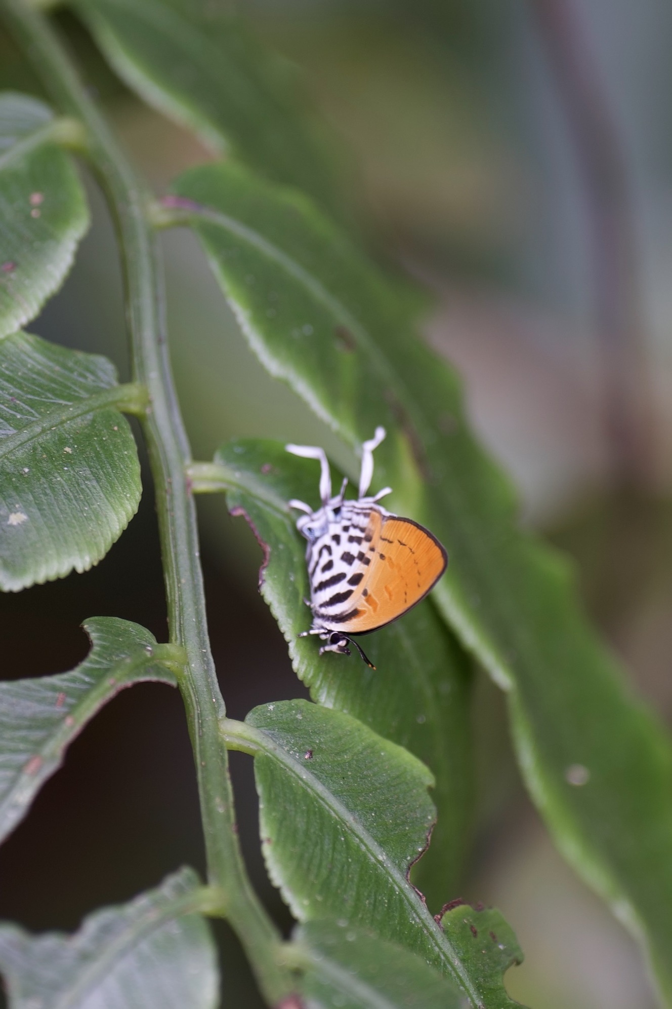 Drupadia ravindra