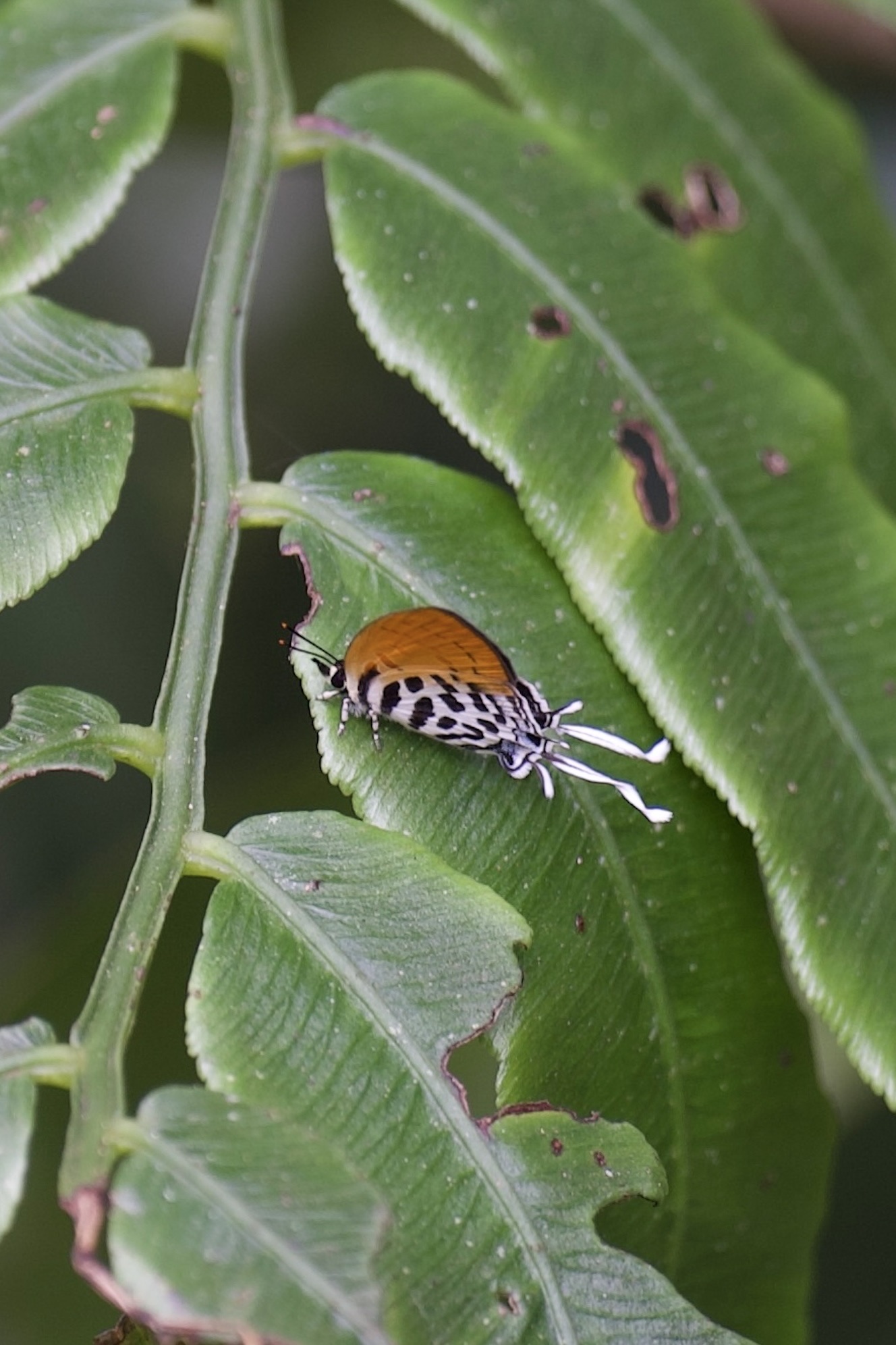 Drupadia ravindra