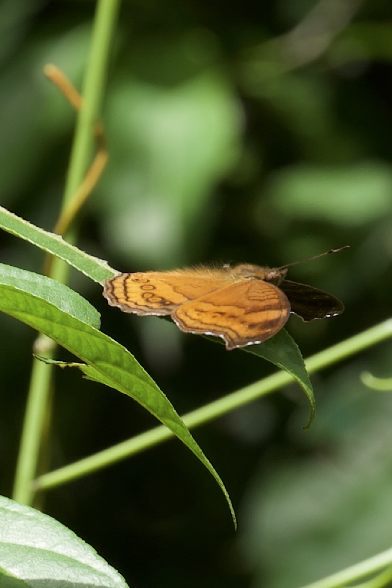 Junonia hedonia