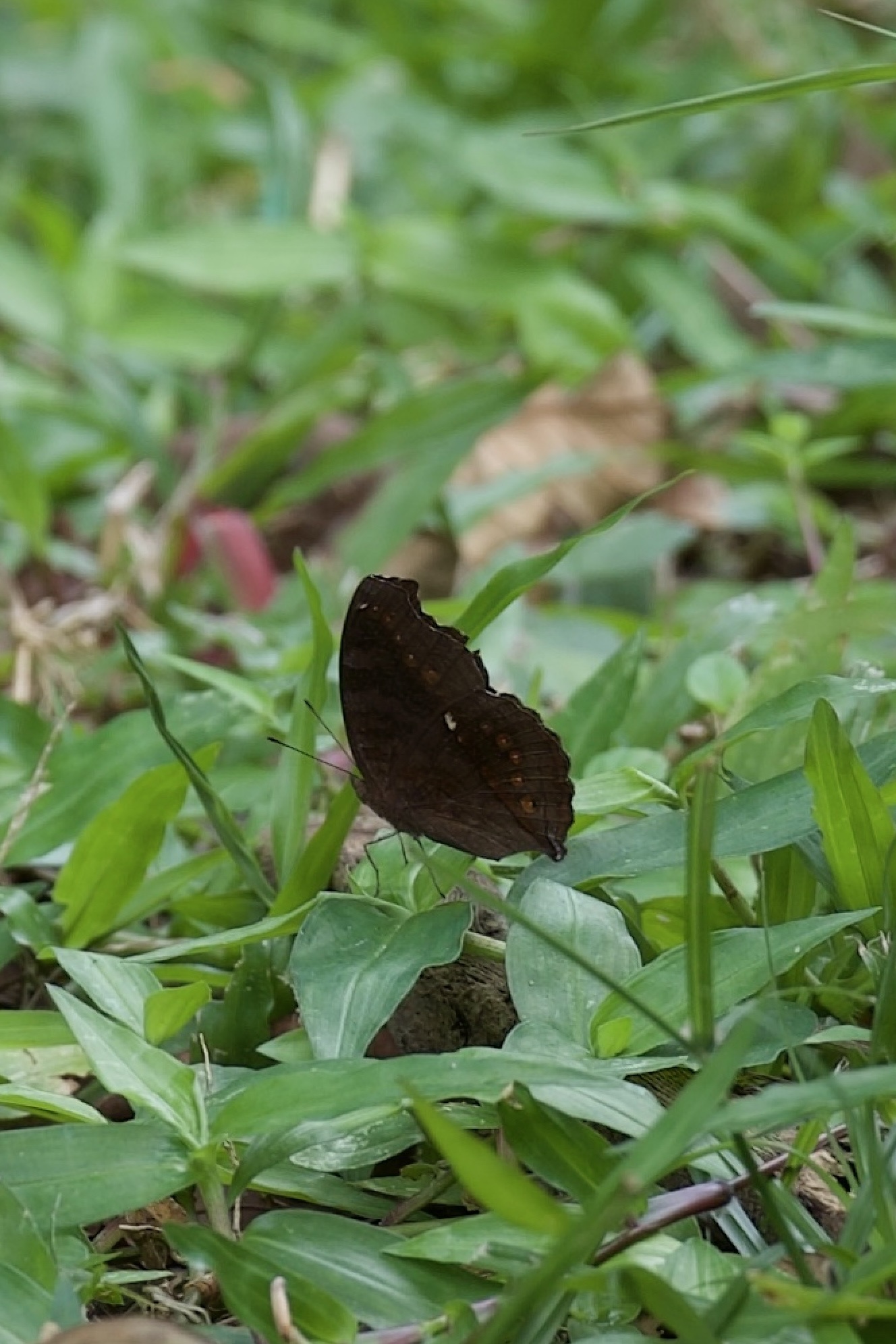 Junonia hedonia