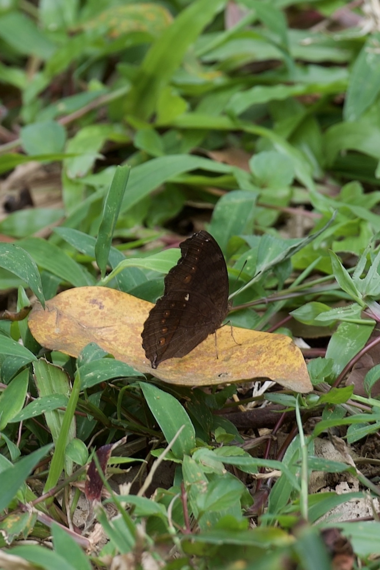 Junonia hedonia