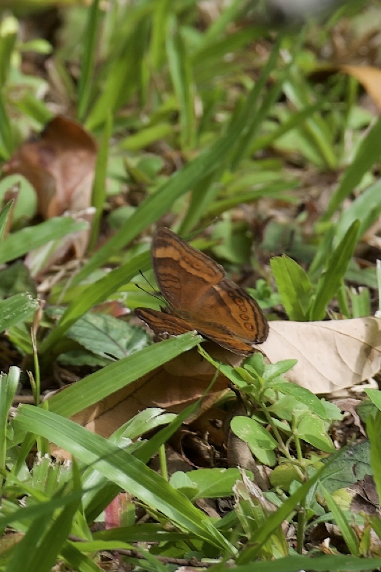 Junonia hedonia