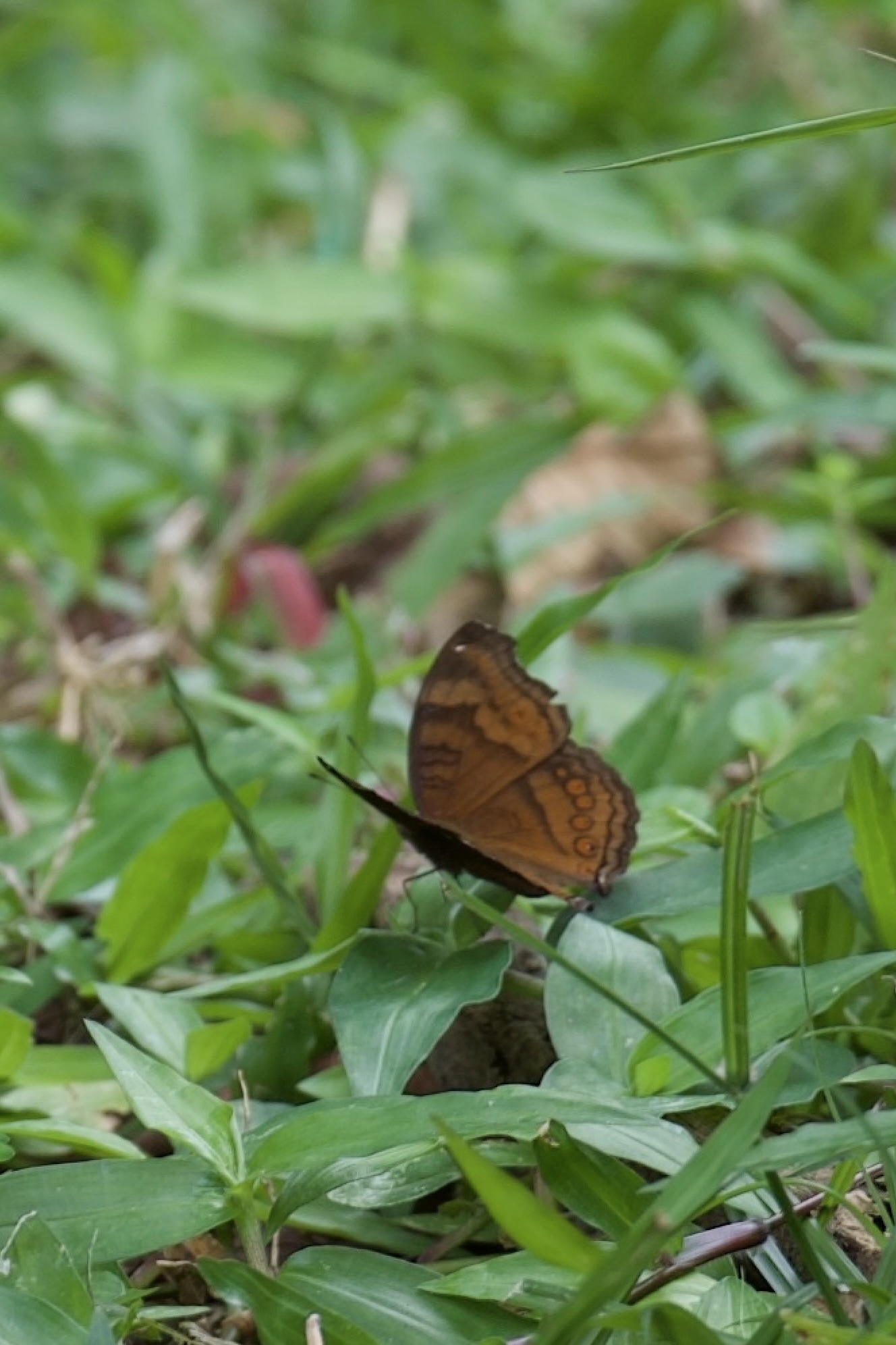 Junonia hedonia