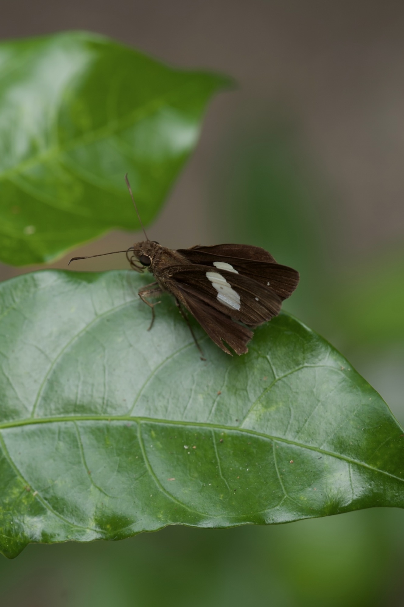 Notocrypta paralysos