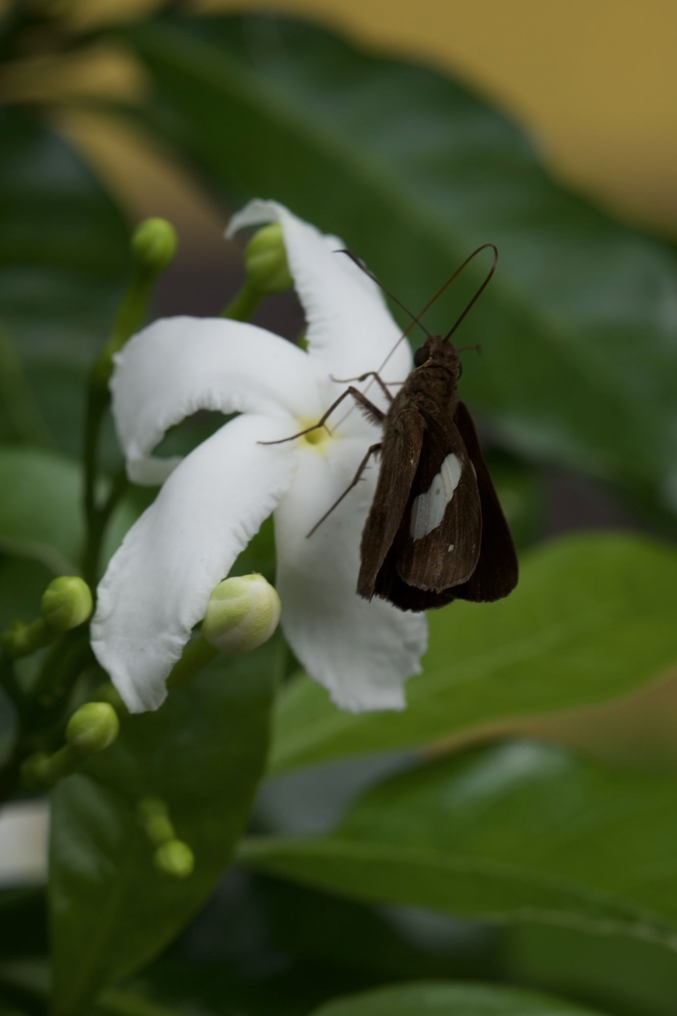 Notocrypta paralysos