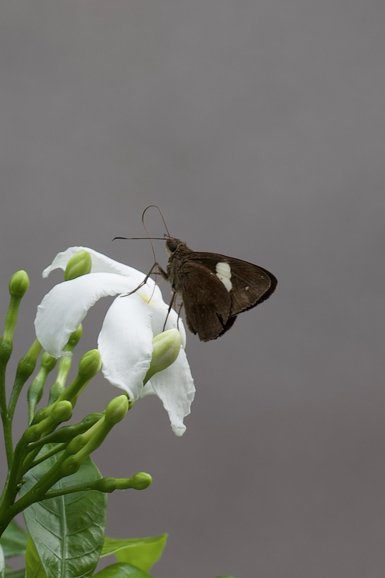 Notocrypta paralysos