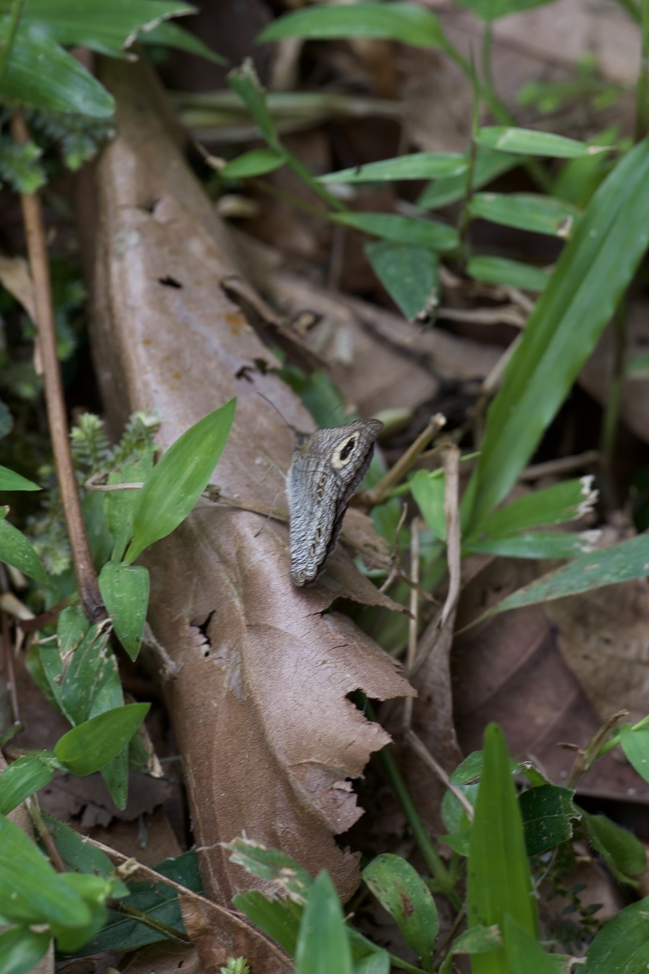 Ypthima horsfieldii