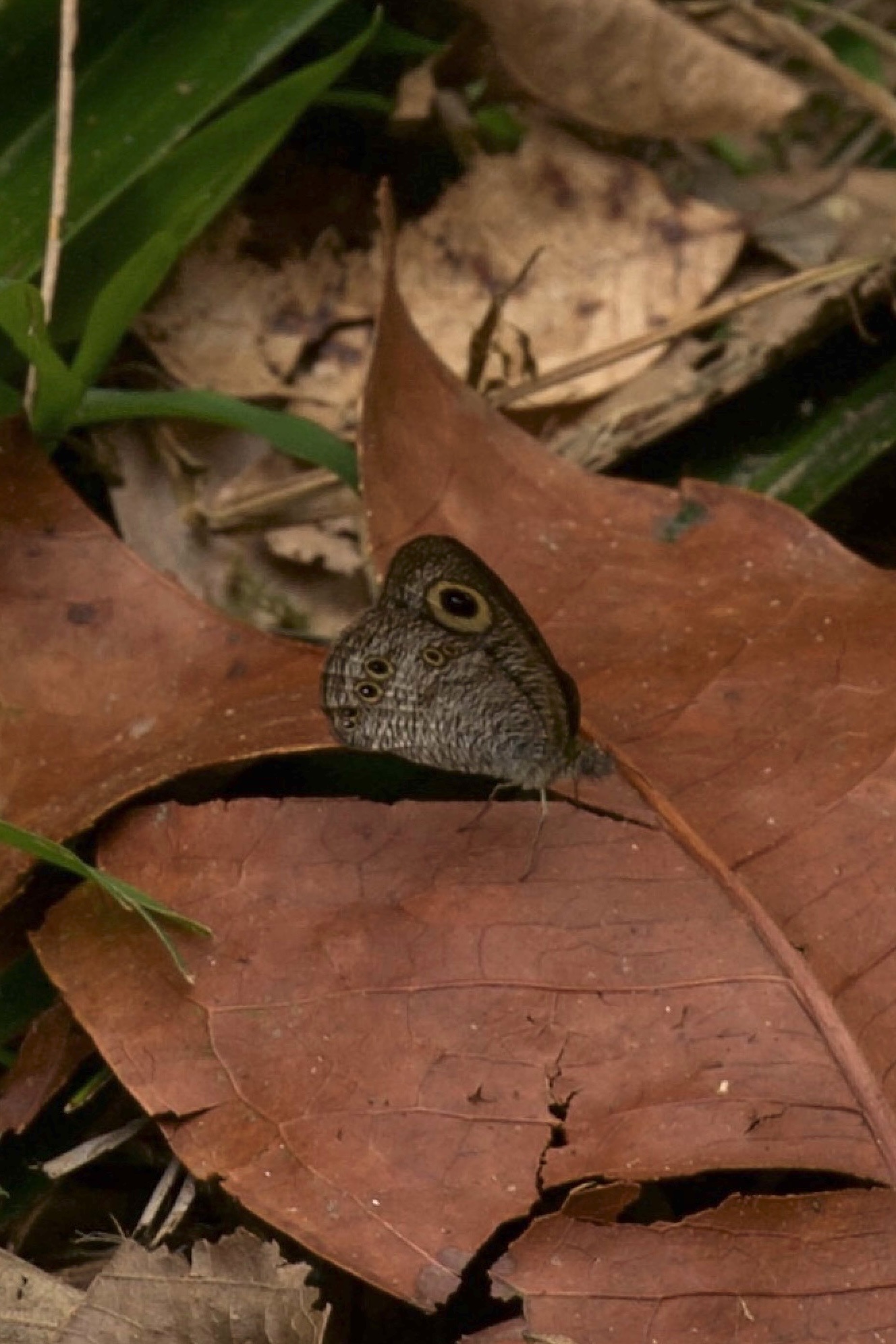 Ypthima horsfieldii