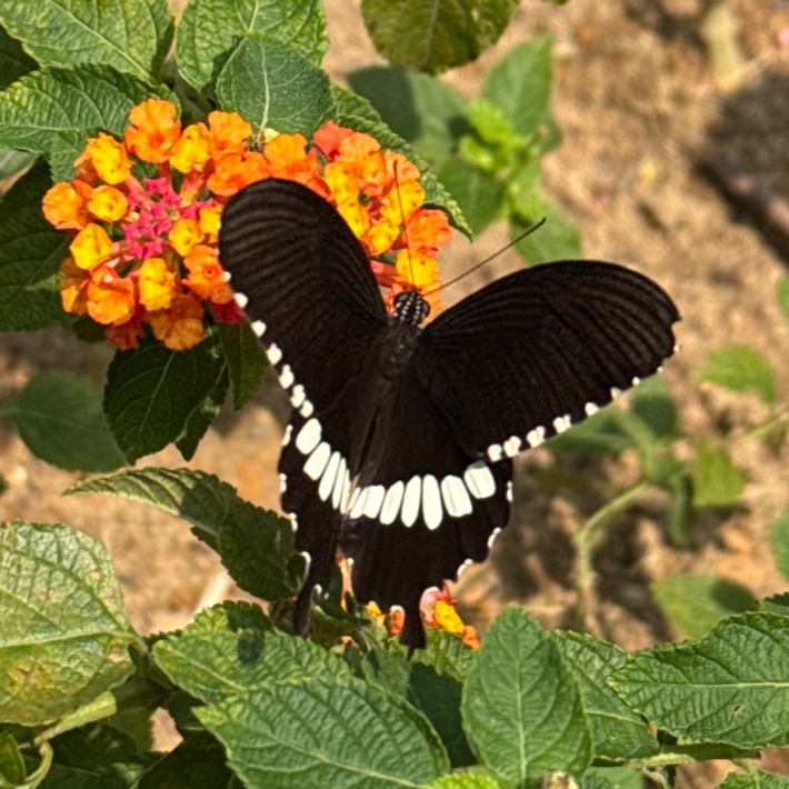 Papilio polytes