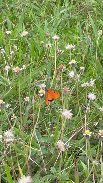 Acraea terpsicore