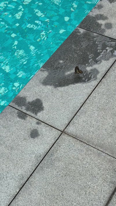 Papilio demoleus