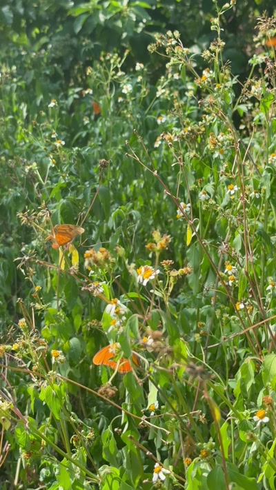 Dryas iulia