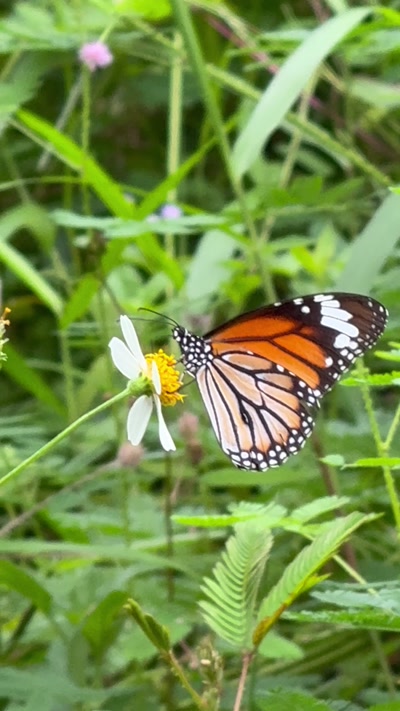 Danaus genutia