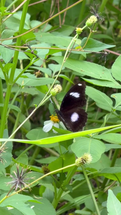 Hypolimnas bolina