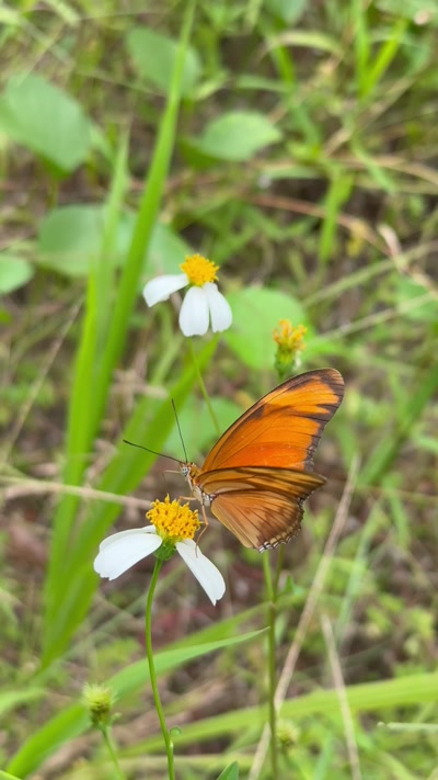 Dryas iulia